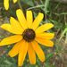 Profile Picture of Adeline Null (@adelinenull) on Pinterest