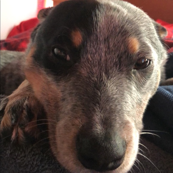 Profile Picture of Michael Reese (@mixhael354) on Poshmark