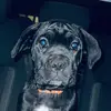 Profile Picture of Bailey Burns🐕‍🦺 (@bailey.burns.canecorso) on Tiktok
