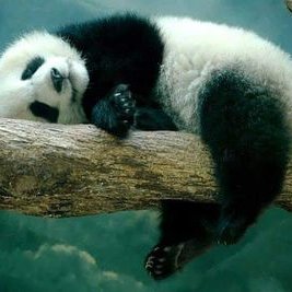 Profile Picture of Nancy Disla (@NancyDisla1) on Twitter