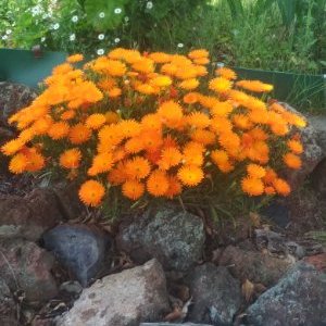 Profile Picture of Chunying Zhang (@chunying_zhang) on Twitter