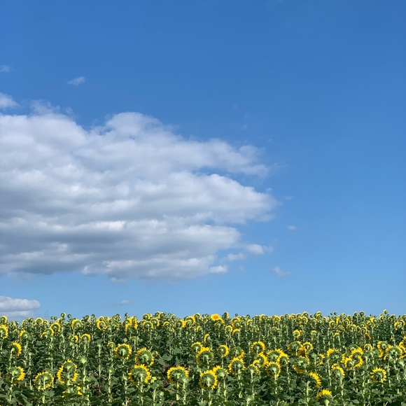 Profile Picture of Aly Diemel (@sunfloweraly) on Poshmark