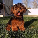 Profile Picture of lucy humphrey (@lucy_theyorkiepoo) on Instagram