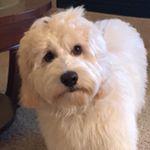 Profile Picture of Stanley Jameson (@stanleyjamesondoodle) on Instagram