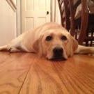 Profile Picture of Joel Henrickson (@lund1700) on Pinterest
