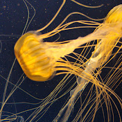 Profile Picture of Travis McMillan (@travismcmillan7569) on Youtube