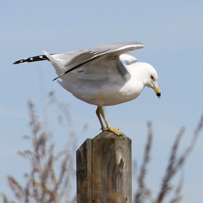 Profile Picture of Paula Tartaglia (@PaulaLonardo) on Twitter