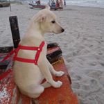 Profile Picture of Crystal (@as_aventuras_de_crystal) on Instagram