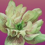 Profile Picture of Whitneybender (@whitneybender728) on Instagram