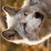 Profile Picture of Hazel Wolf (@hazelwolf9048) on Youtube