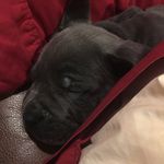 Profile Picture of Kimura_the_Corso (@kimura_the_corso) on Instagram