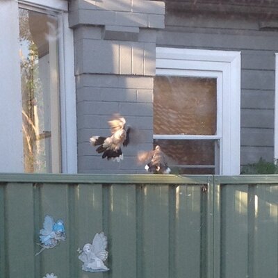 AdamYuan - Twitter Profile Picture of AdamYuan (@87472785) on Twitter