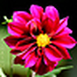 Profile Picture of F Alhashmi (@f.alhashmi) on Flickr