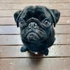 Profile Picture of Stevie Nicholson 🌙 (@steviesage_pug) on Tiktok