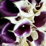 Profile Picture of Michelle O'Keeffe (@woodlandflowersweddings) on Instagram