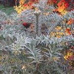 Profile Picture of Vilma Nancy Duhart (@vilmanancyduhart) on Instagram