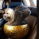 Profile Picture of Shirley James (@Shirley-James) on Facebook