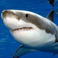 Zachary Schoening - Quora Profile Picture of Zachary Schoening (@zachary-schoening) on Quora