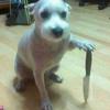 Profile Picture of Allison Daniels (@@gimmedanimals) on Tiktok