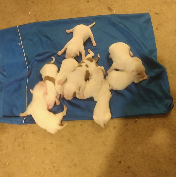 Profile Picture of Mike Herron (@mikeherron694) on Poshmark