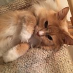 Profile Picture of Melanie Hostetter (@melshos) on Instagram