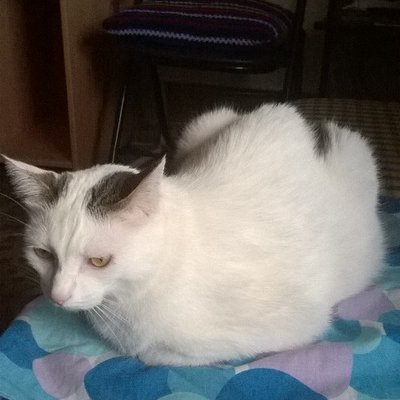 Profile Picture of Victor Ruiz Segarra (@Victor_Ruiz_) on Twitter