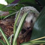 Neville the Hedgehog - Instagram Profile Picture of Neville the Hedgehog (@thehedgeshog) on Instagram