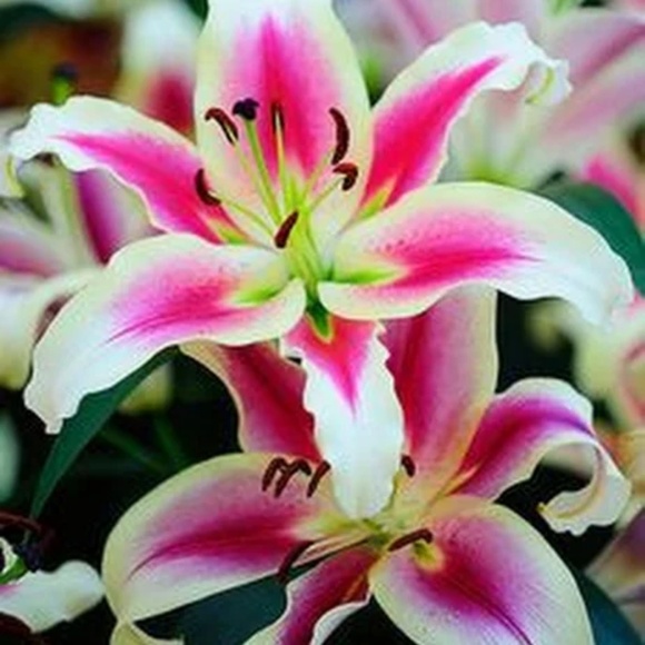 Profile Picture of Ivelyne Alexandre (@loveee54) on Poshmark