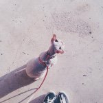 Profile Picture of Aang Ludwig Renai (@aangthedevonrex) on Instagram