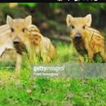 Profile Picture of seth Fischer (@sethfischer0) on Instagram