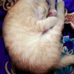 Profile Picture of felisha kharpran (@felishakharpran) on Instagram