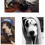 Profile Picture of We Love Dogs W All Our Heart (@olive.doug.colby.mator) on Instagram