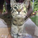 Profile Picture of Bitters Christoph (@bitty__the__kitty) on Instagram