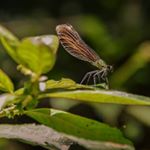 Profile Picture of Jean-Marc Salles (@jeanmarcsalles) on Instagram