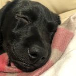 Profile Picture of Tommy Lenihan (@tommy_matthew_harding) on Instagram