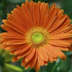 Jean Koenigs - Facebook Profile Picture of Jean Koenigs (@Jean-Koenigs) on Facebook