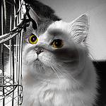 Profile Picture of Marcel Yokoda (@marcel yokoda - still life photographer) on Flickr