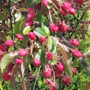 Profile Picture of Stacy Vaughn (@stacy.vaughn) on Tiktok