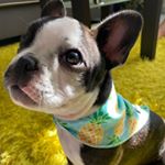 Mike Ortiz - Instagram Profile Picture of Mike Ortiz (@mikethefrenchie_) on Instagram