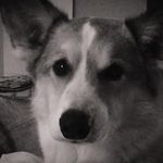 Profile Picture of Jessica Stringer (@phineas_the_corgi) on Instagram