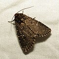 Profile Picture of Condica albolabeson Wikipedia