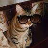 Profile Picture of jorge_frade (@jorge_frade) on Tiktok