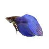 Profile Picture of Jeffrey Korn (@spamz_kernal) on Tiktok