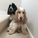 Profile Picture of Ali Hooper (@ali_hoops_) on Instagram
