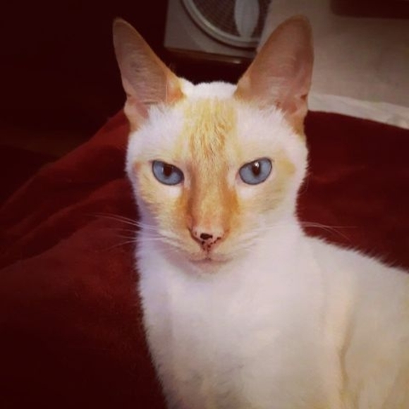 Profile Picture of Yvette Migues (@ymigues) on Poshmark