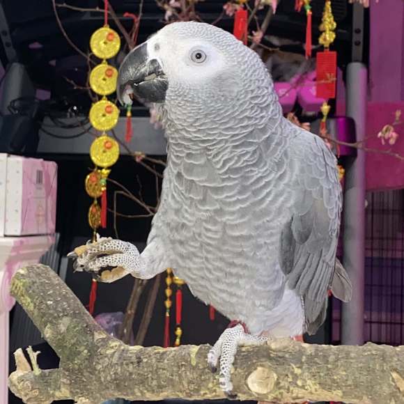 Profile Picture of Hien t nguyen Nguyen (@kfloor90) on Poshmark