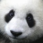 Profile Picture of Mike Vera (@pandapajamaparty) on Instagram