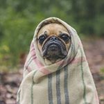 Profile Picture of Steve Robertson (@wag.press) on Instagram