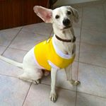 Profile Picture of Cesar Camilo El Perro (@cesarcamiloelperro) on Instagram