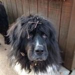 Profile Picture of Michelle LaBarbera (@thornapplequilting) on Instagram